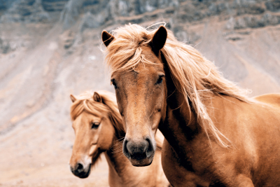 Two horses